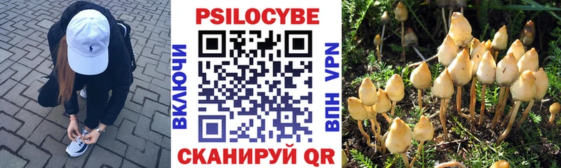 Купить  Зея  Псилоцибиновые грибы GOLDEN TEACHER 